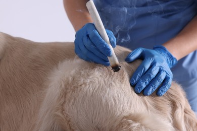 Photo of Veterinary holding moxa stick near dog on white background, closeup. Animal acupuncture treatment