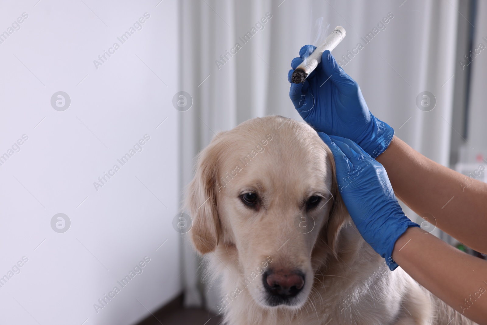 Photo of Veterinary holding moxa stick near cute dog in clinic, closeup. Animal acupuncture treatment