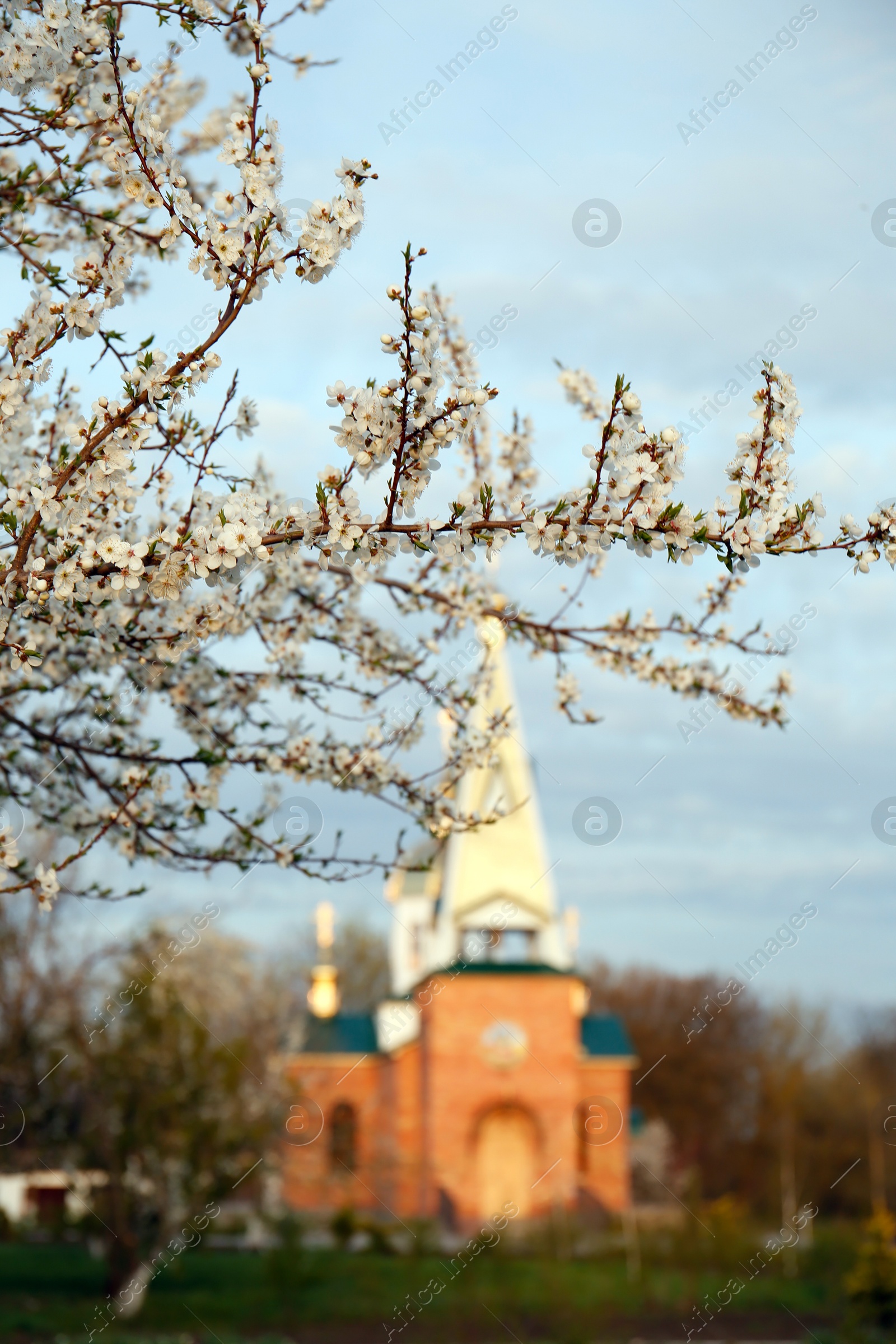 Photo of Branch of plum tree with white blossoms outdoors on spring day