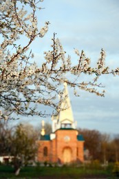 Photo of Branch of plum tree with white blossoms outdoors on spring day