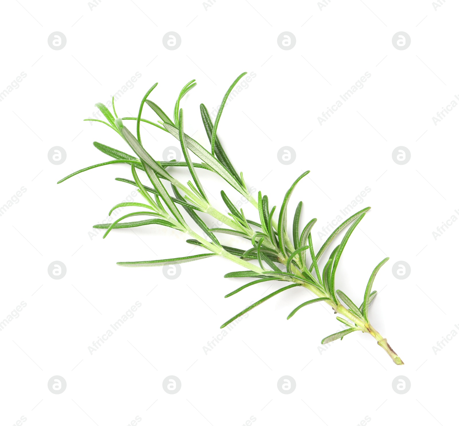 Photo of Sprig of fresh rosemary isolated on white, top view