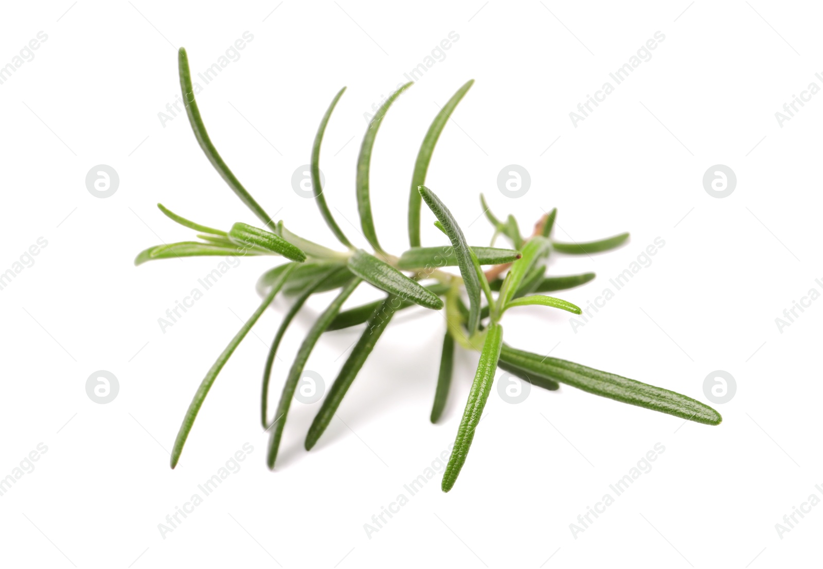 Photo of Sprig of fresh rosemary isolated on white