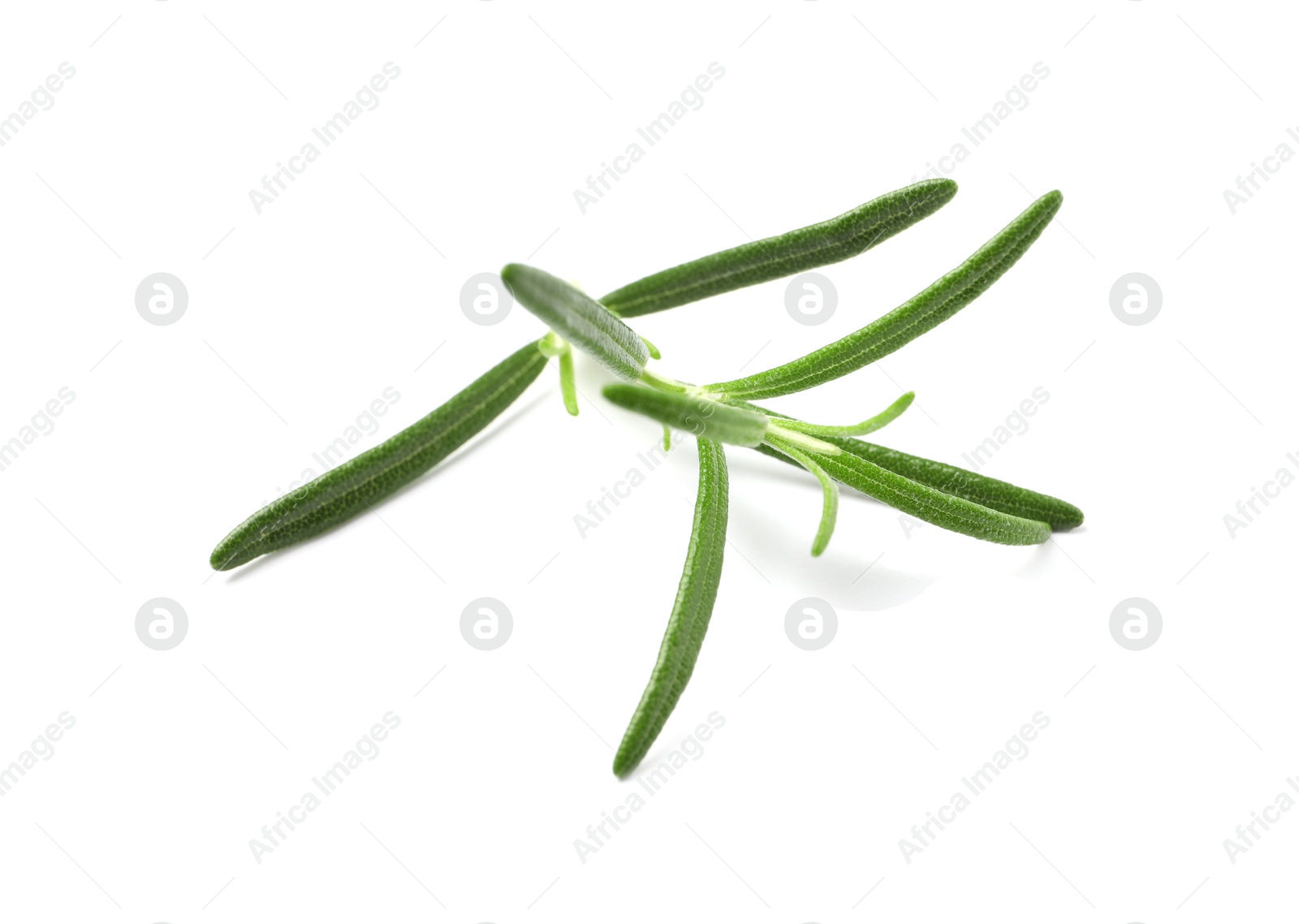 Photo of Sprig of fresh rosemary isolated on white