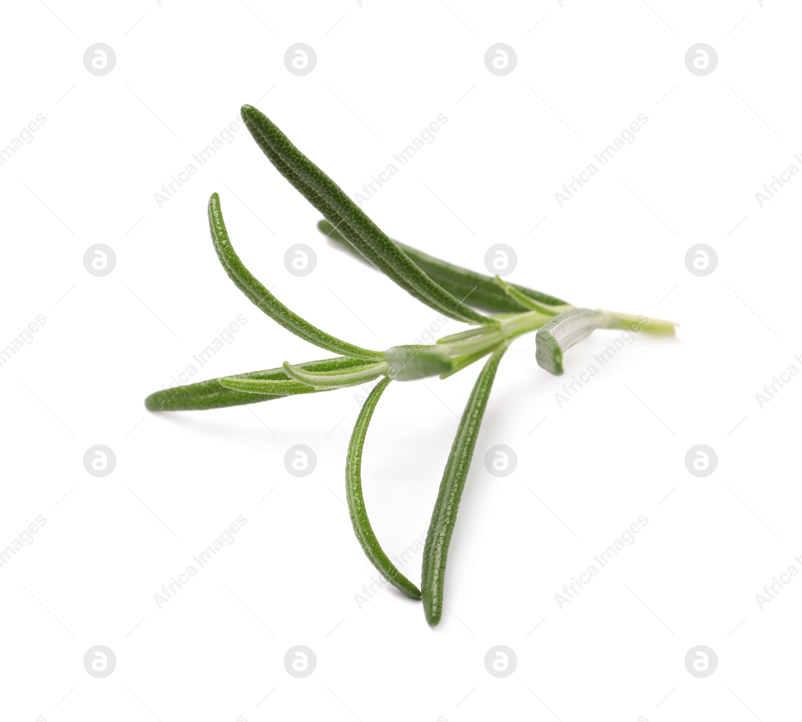 Photo of Sprig of fresh rosemary isolated on white