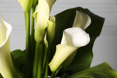 Photo of Beautiful calla lily flowers on light background, closeup