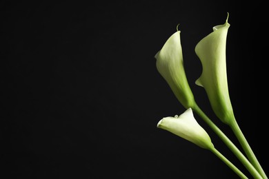 Photo of Beautiful calla lily flowers on black background, space for text