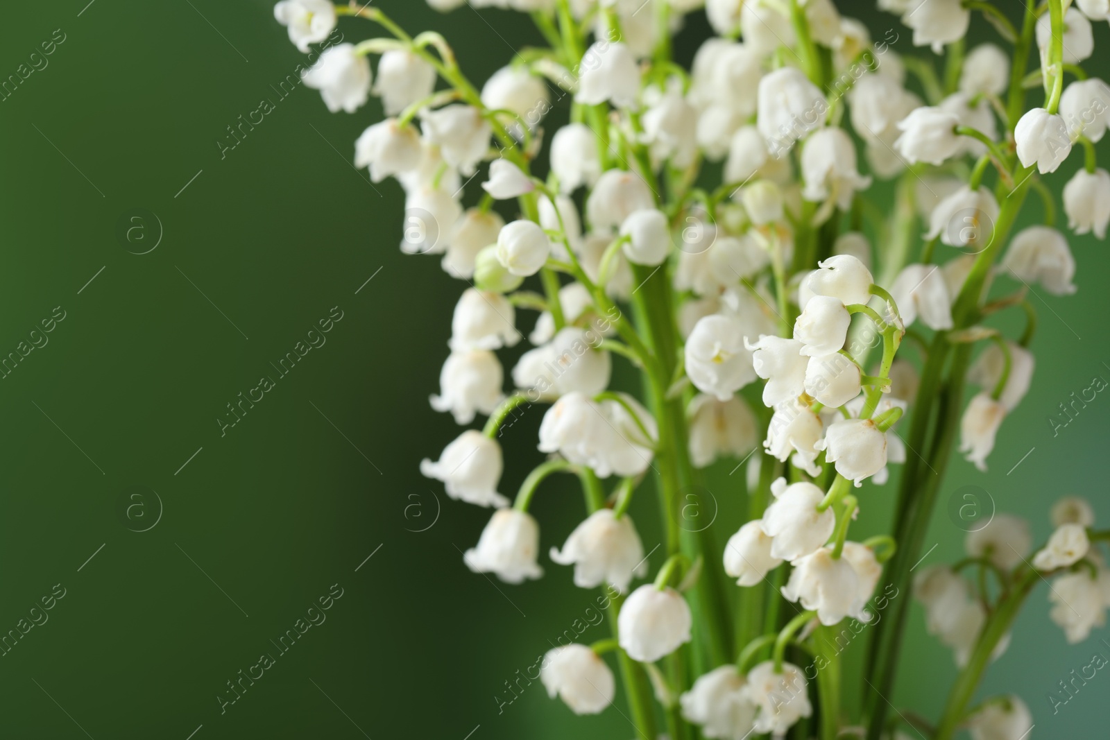 Photo of Beautiful lily of the valley flowers on blurred green background, closeup. Space for text