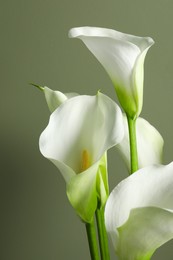 Photo of Beautiful calla lily flowers on olive background, closeup