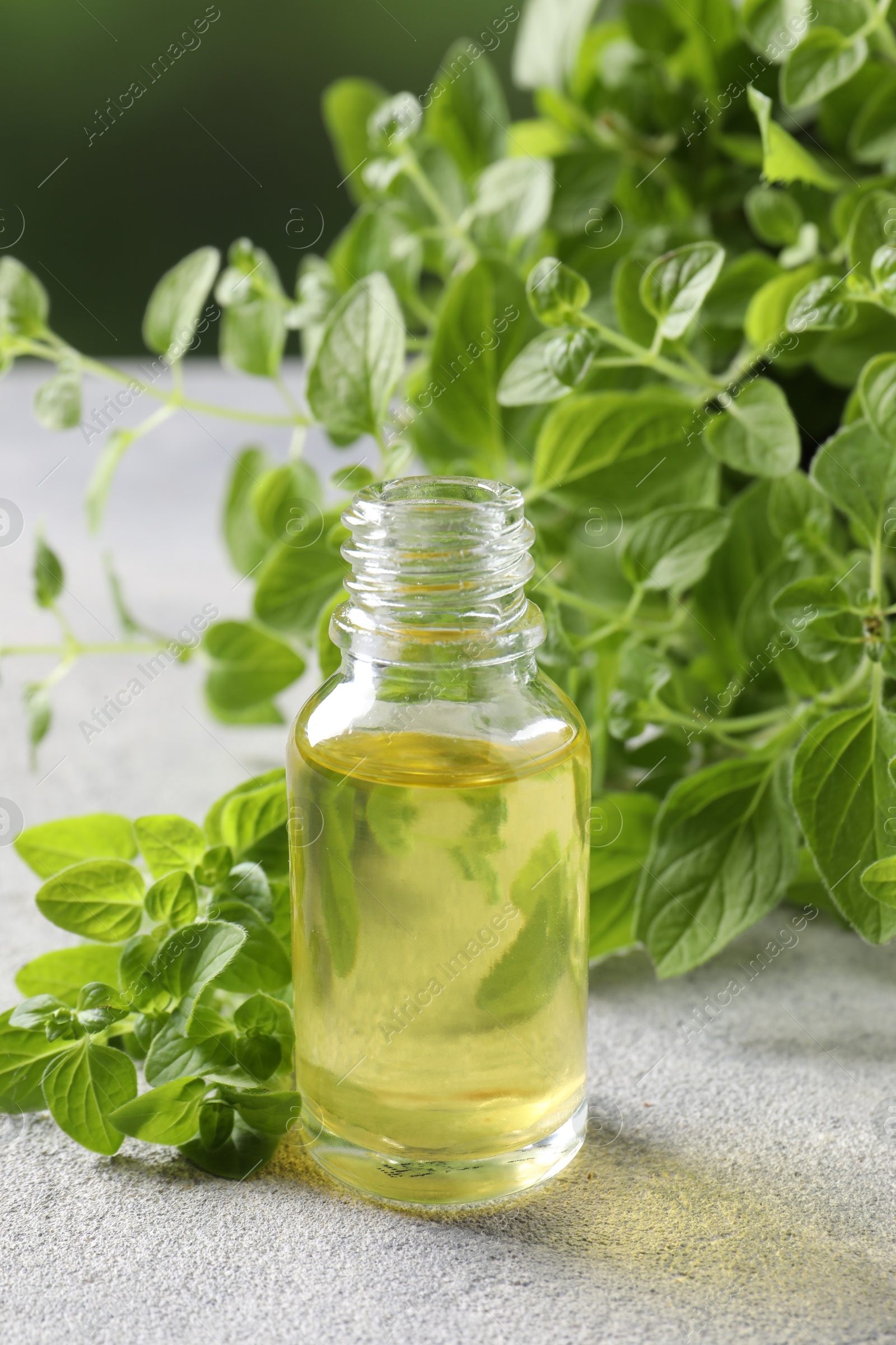 Photo of Essential oil in bottle and oregano leaves on light grey textured table, closeup