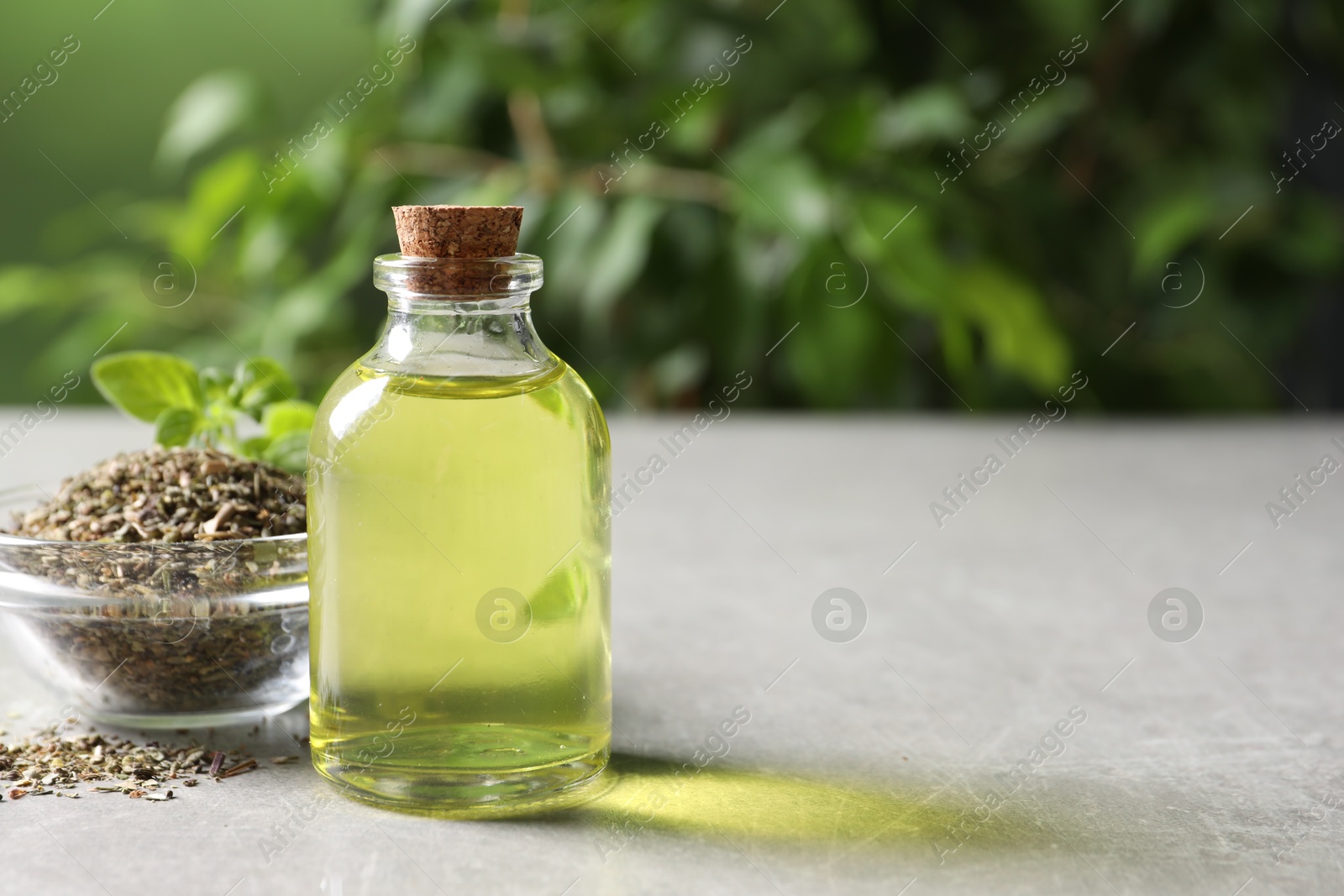 Photo of Essential oil in bottle and dry oregano herb on light grey textured table against blurred green background, closeup. Space for text