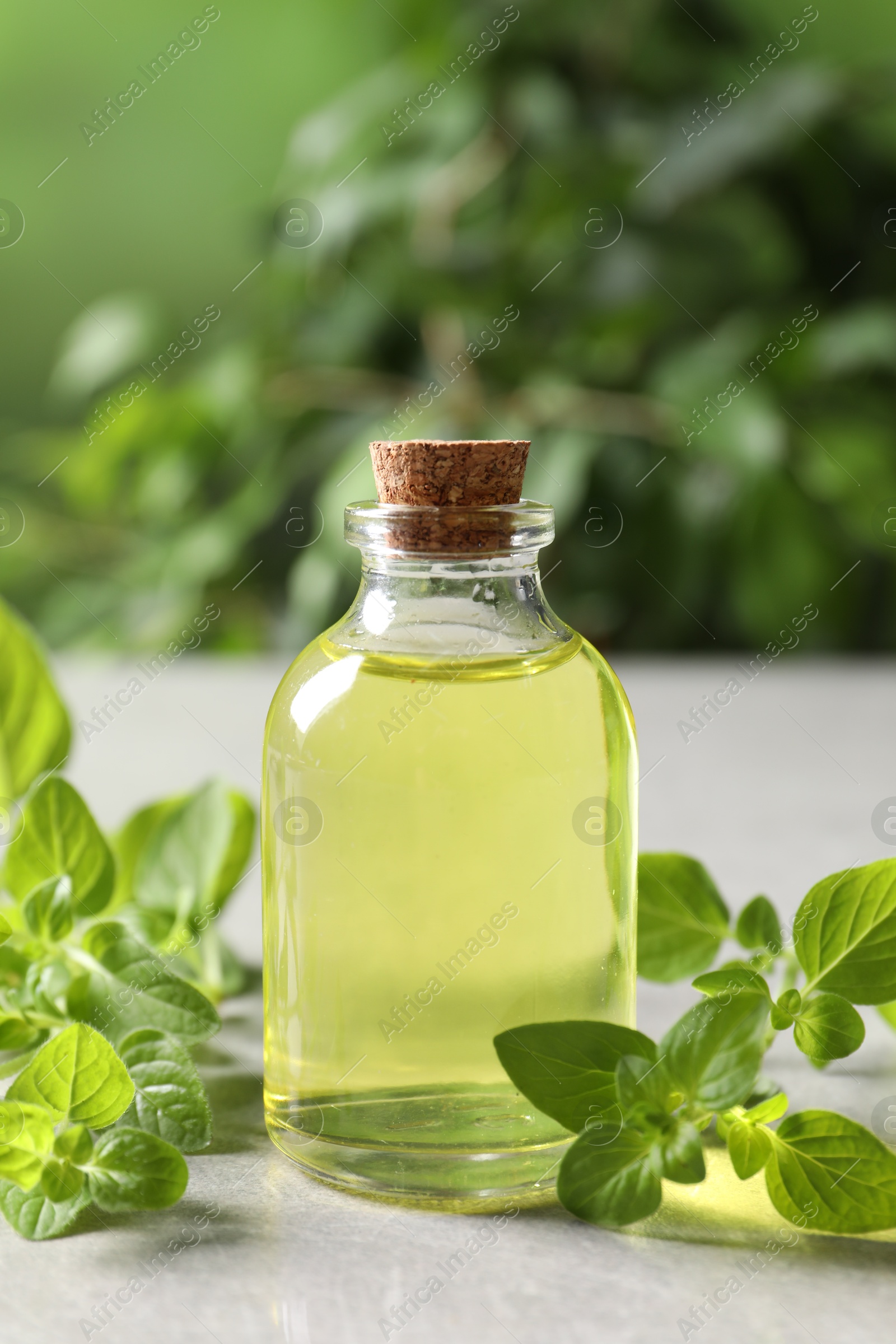 Photo of Essential oil in bottle and oregano twigs on light grey textured table against blurred green background, closeup