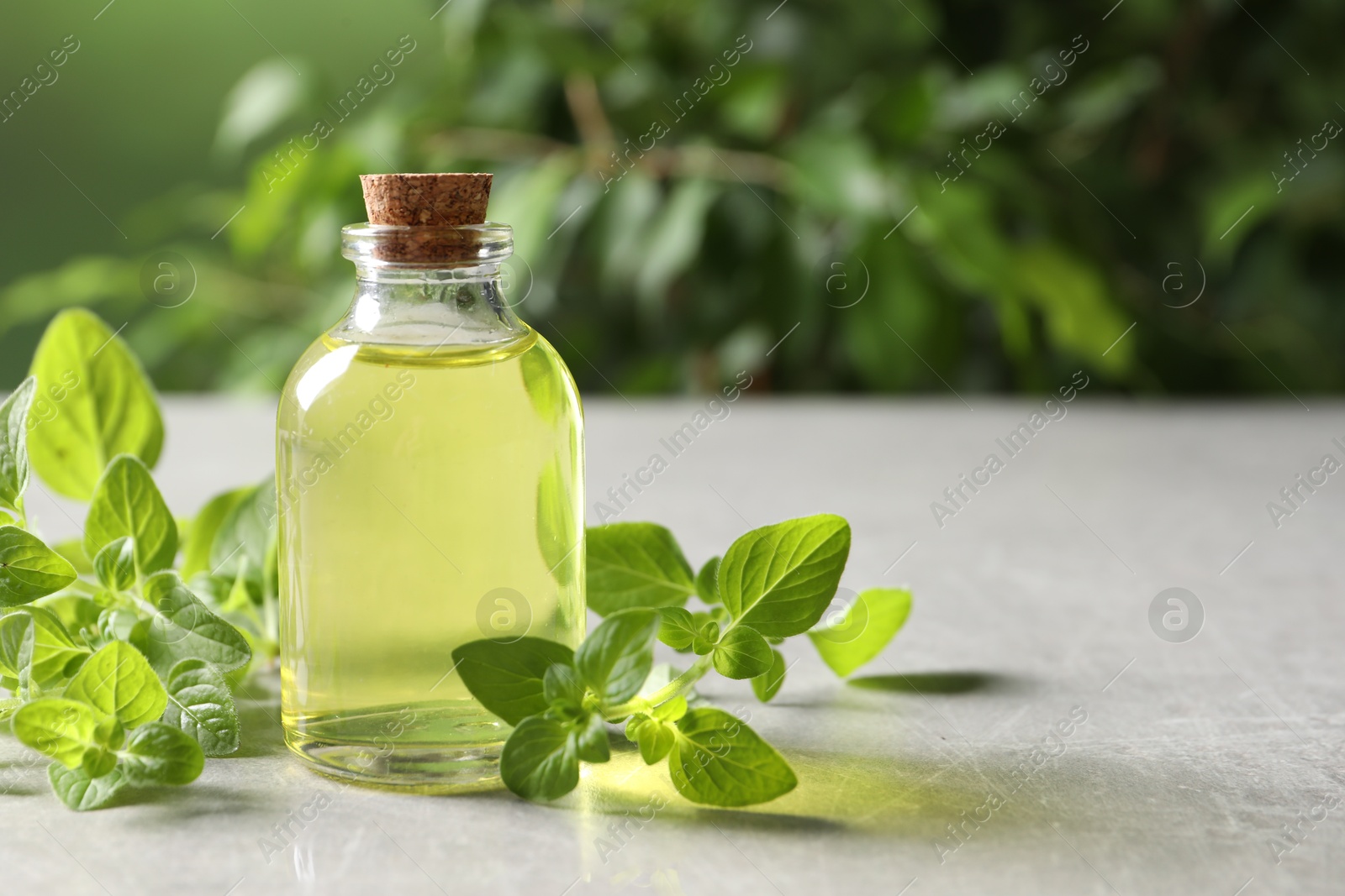 Photo of Essential oil in bottle and oregano twigs on light grey textured table against blurred green background, closeup. Space for text