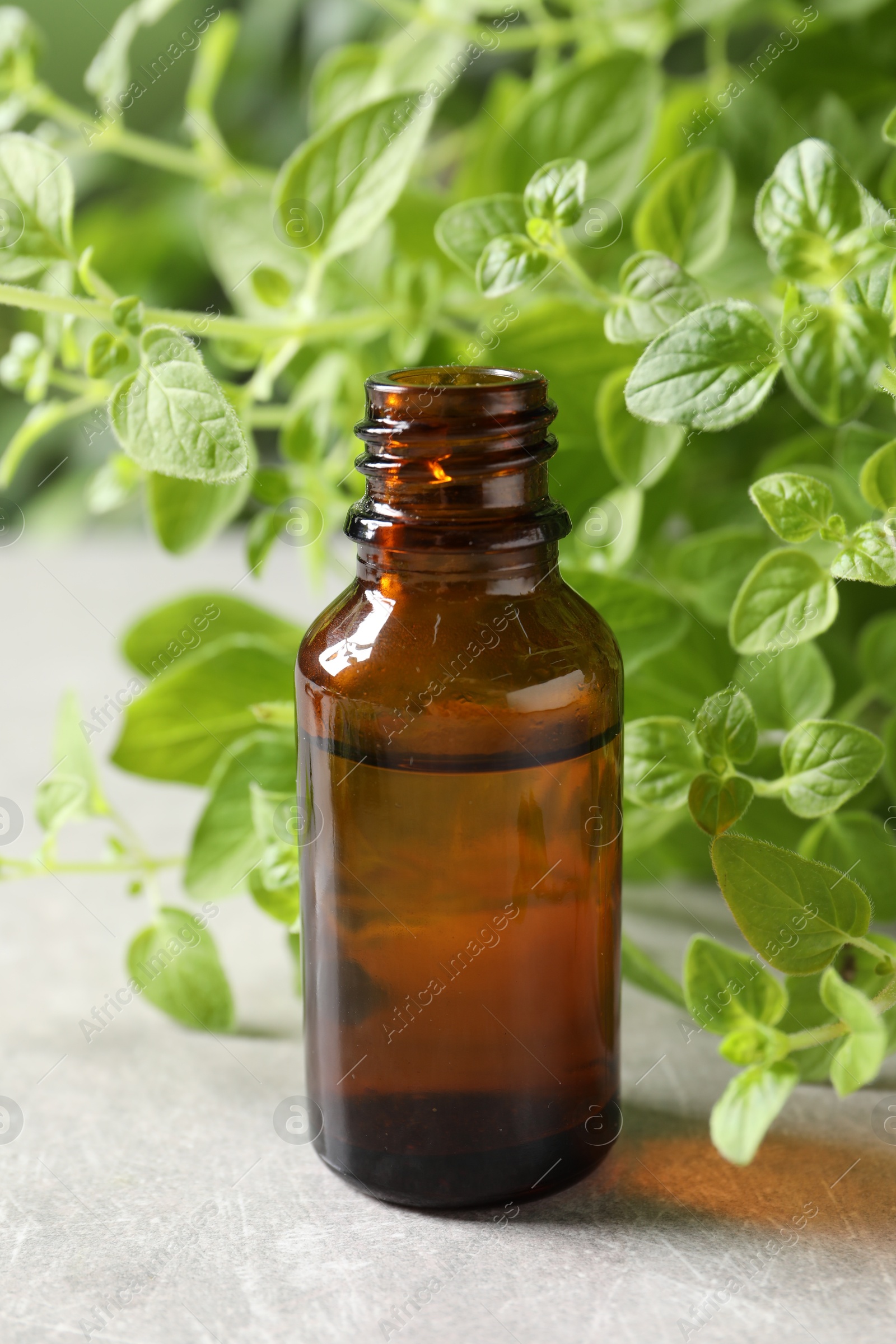 Photo of Essential oil in bottle and oregano twigs on light grey textured table, closeup