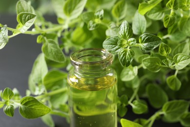 Essential oil in bottle and oregano twigs on grey background, closeup