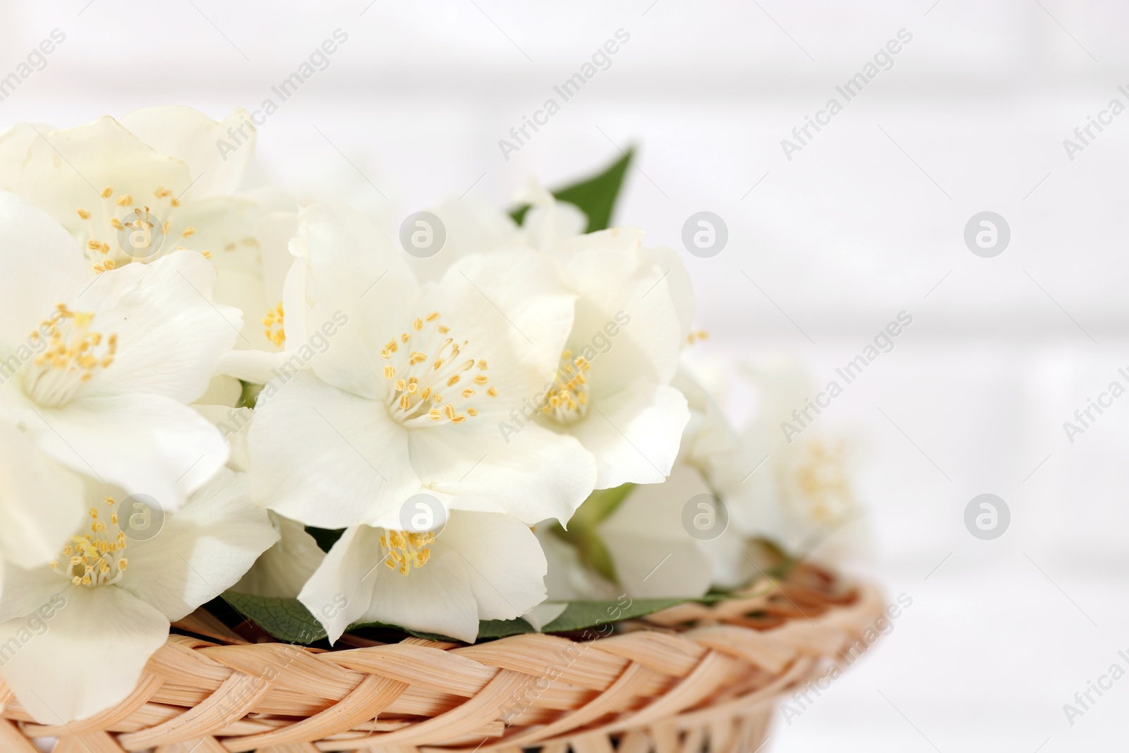 Photo of Beautiful jasmine flowers in wicker basket against blurred background, closeup