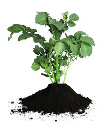 Photo of Green potato seedling and soil isolated on white