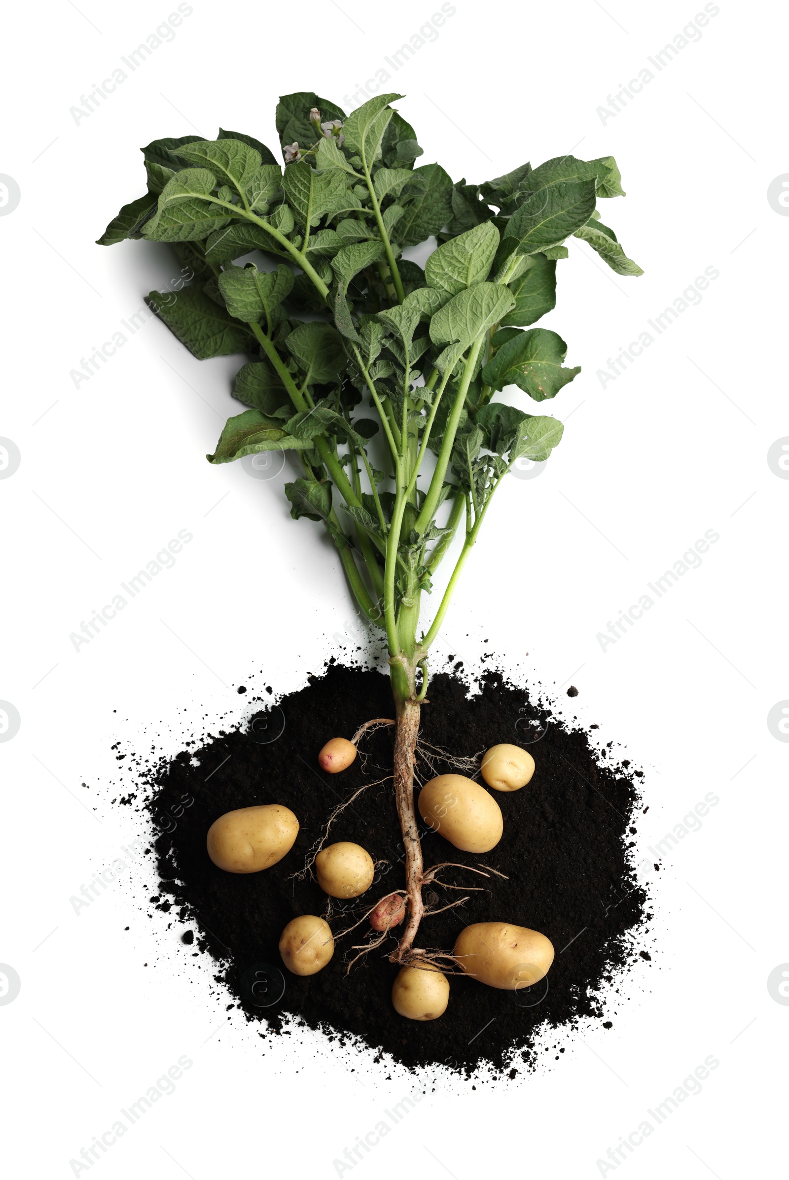 Photo of Potato plant with tubers and soil isolated on white, top view