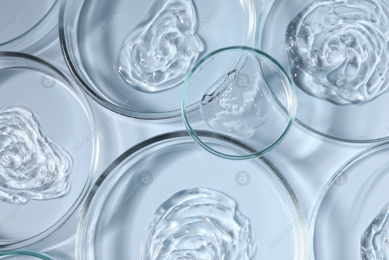 Photo of Petri dishes with samples on light blue background, top view