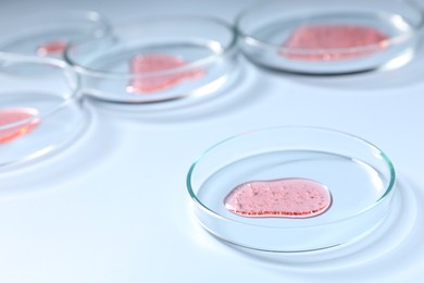 Photo of Petri dishes with samples on light blue background, closeup