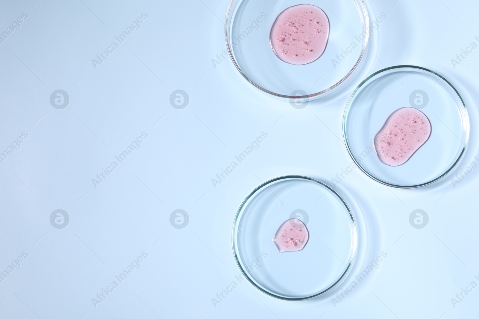 Photo of Petri dishes with samples on light blue background, top view. Space for text