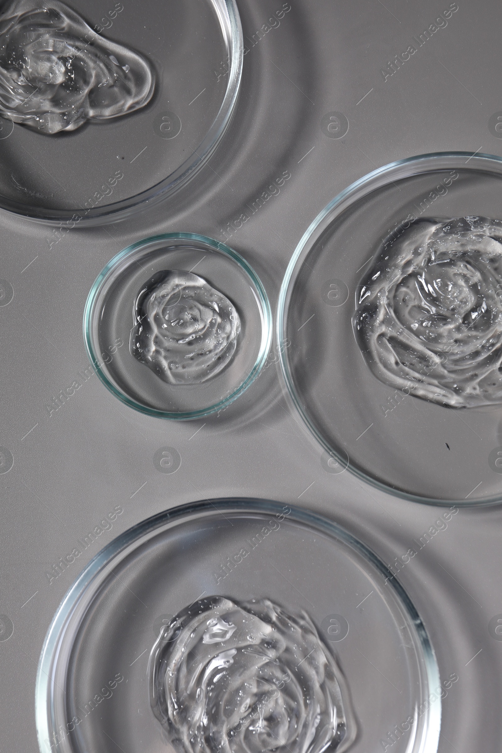 Photo of Petri dishes with samples on grey background, top view