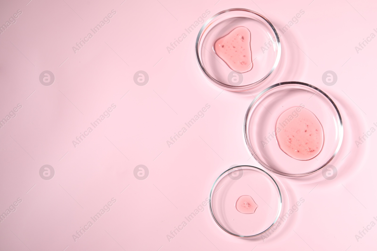 Photo of Petri dishes with samples on pink background, top view. Space for text