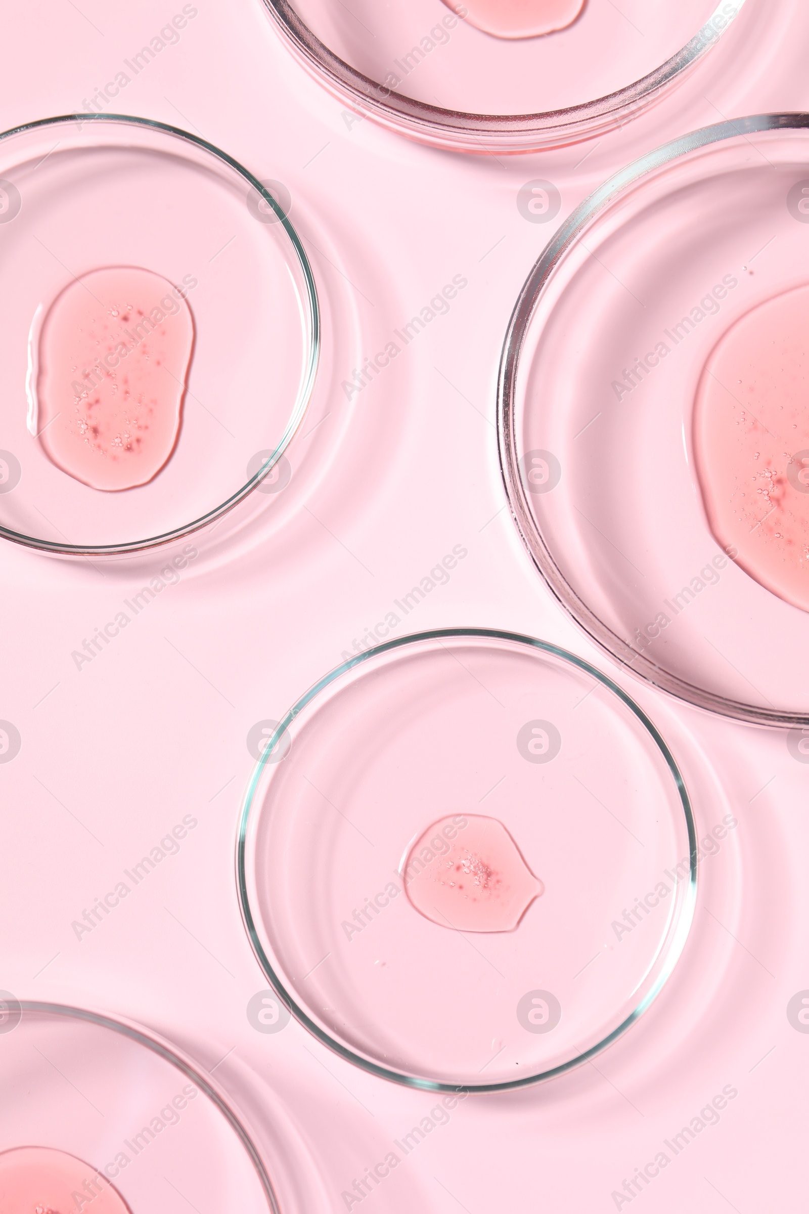 Photo of Petri dishes with samples on pink background, top view