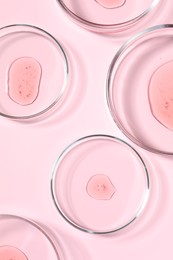 Photo of Petri dishes with samples on pink background, top view