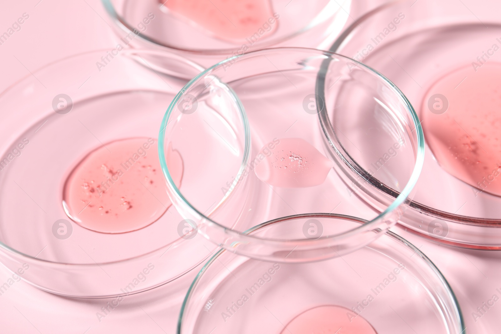 Photo of Petri dishes with samples on pink background, closeup