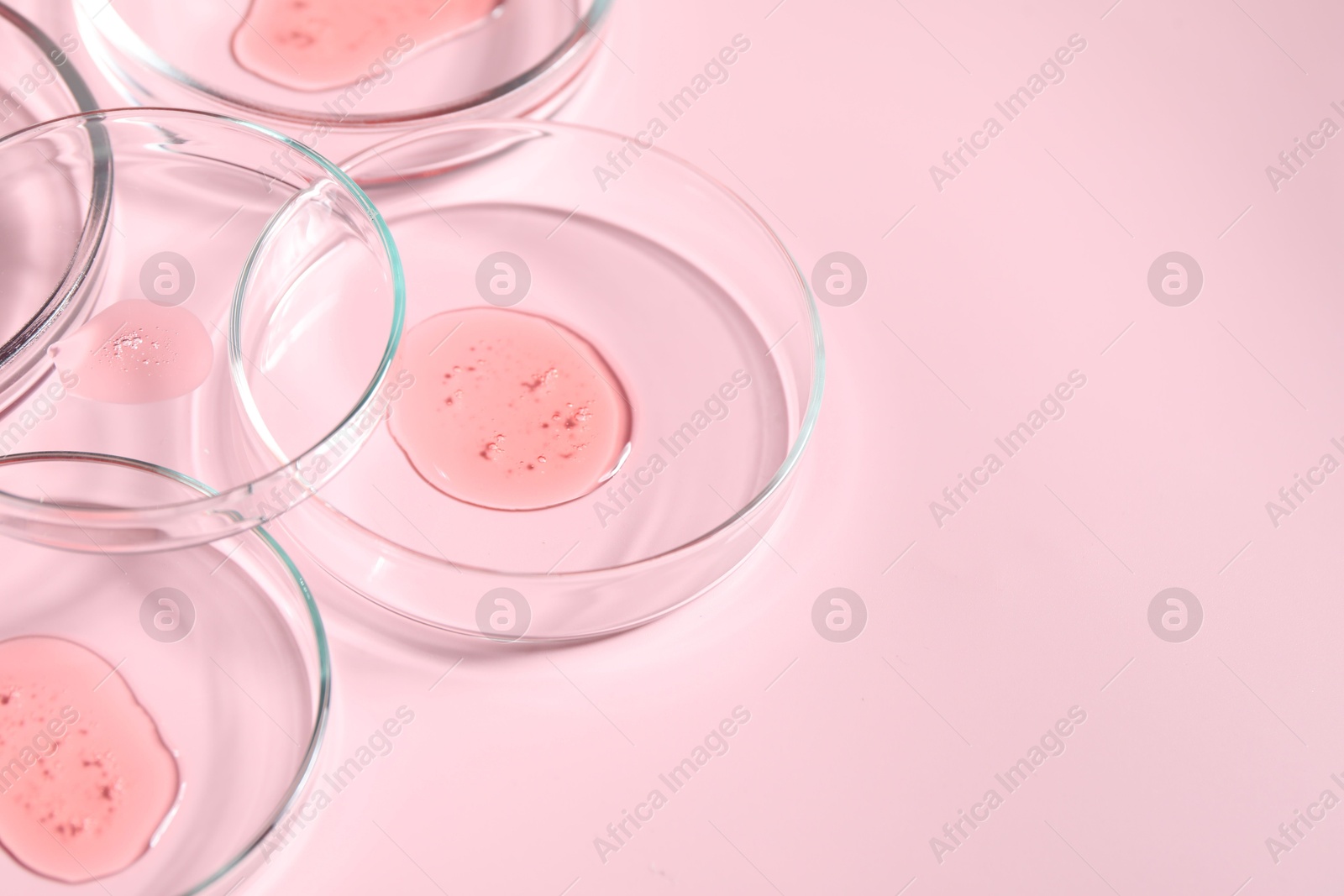 Photo of Petri dishes with samples on pink background, closeup. Space for text