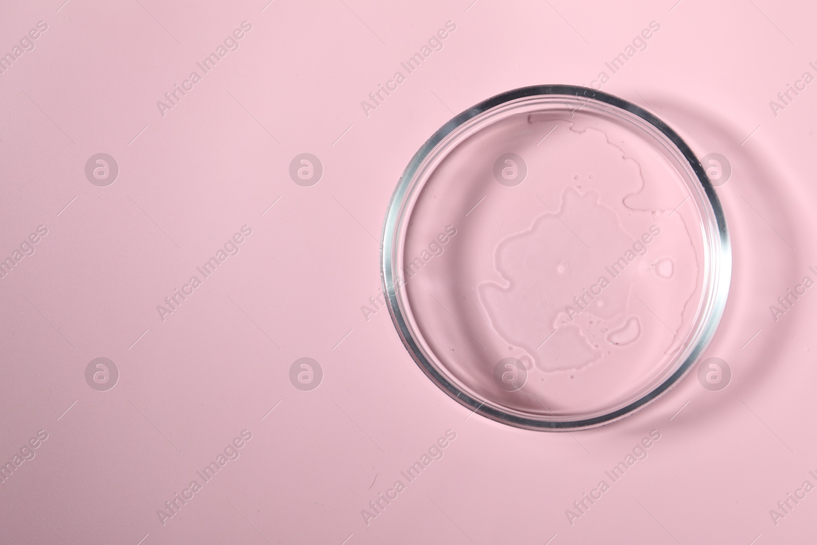 Photo of Petri dish with sample on pink background, top view. Space for text