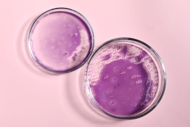 Petri dishes with samples on pink background, top view