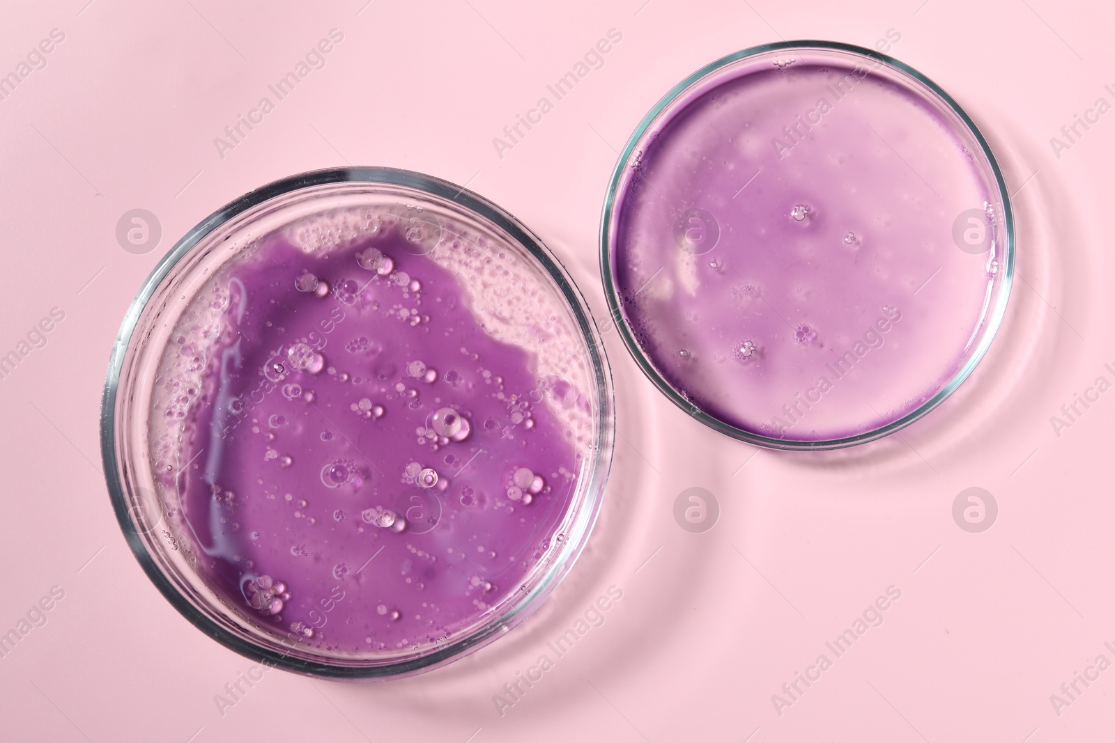 Photo of Petri dishes with samples on pink background, top view