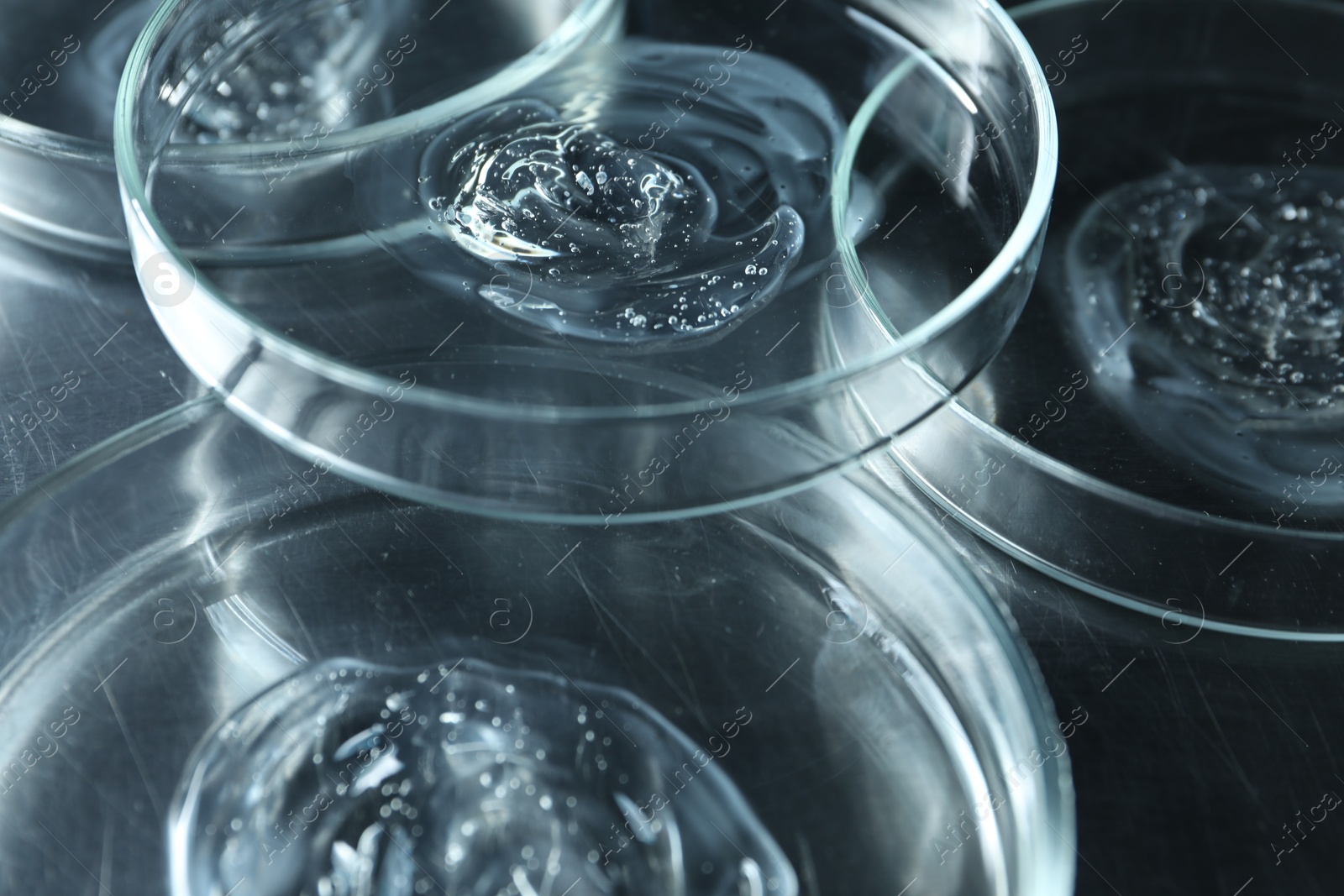 Photo of Petri dishes with samples on black table, closeup