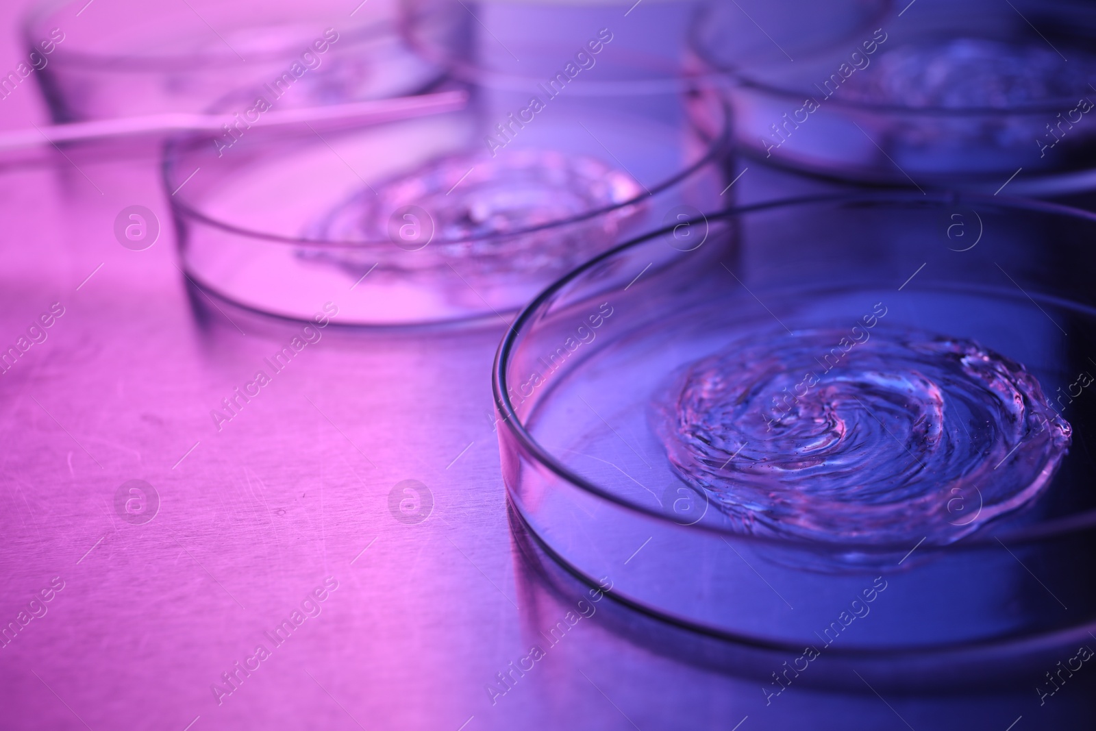 Photo of Petri dishes with samples in neon lights on table, closeup