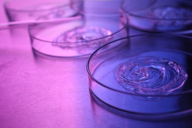 Petri dishes with samples in neon lights on table, closeup