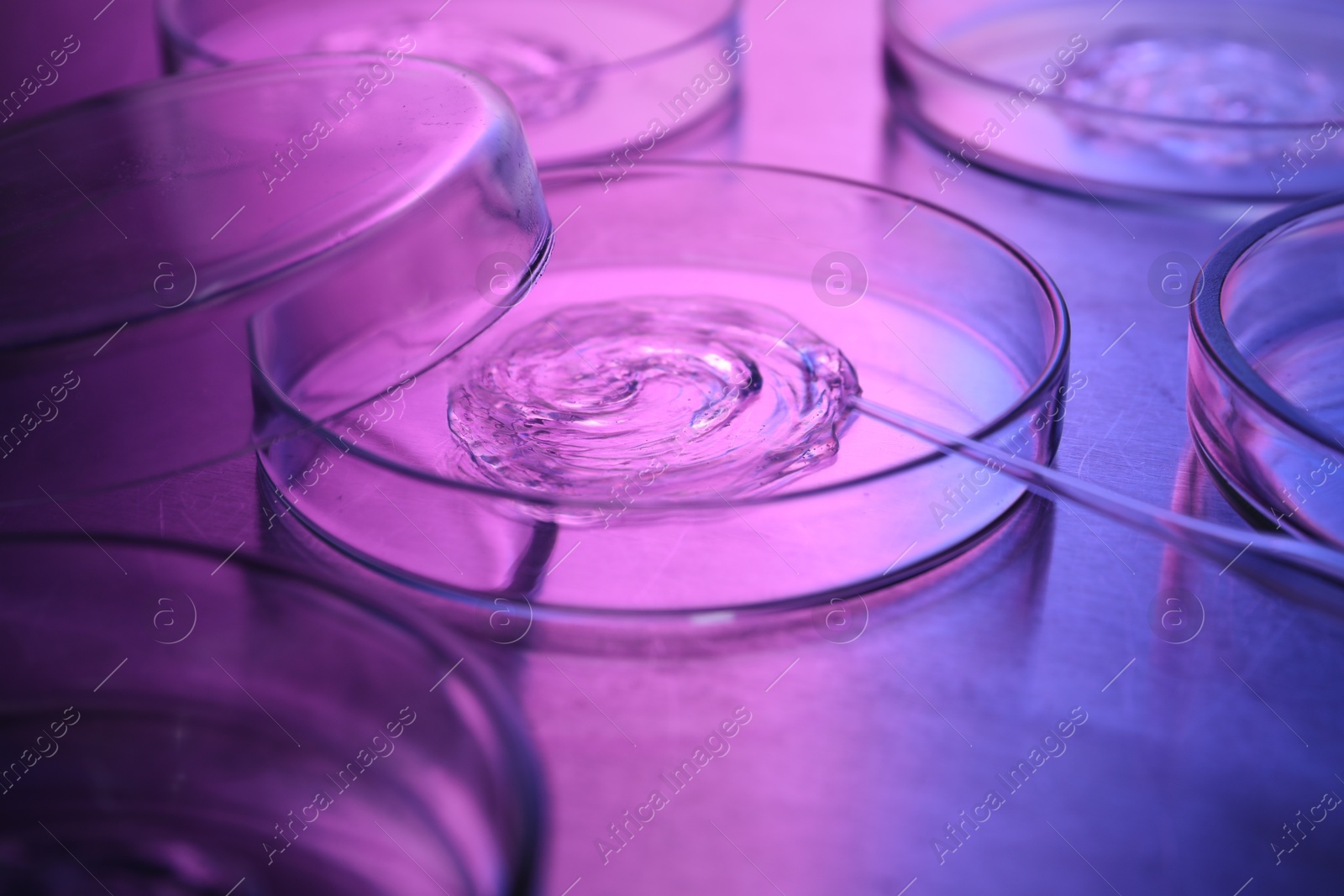 Photo of Dripping sample from pipette into petri dish neon lights at table, closeup