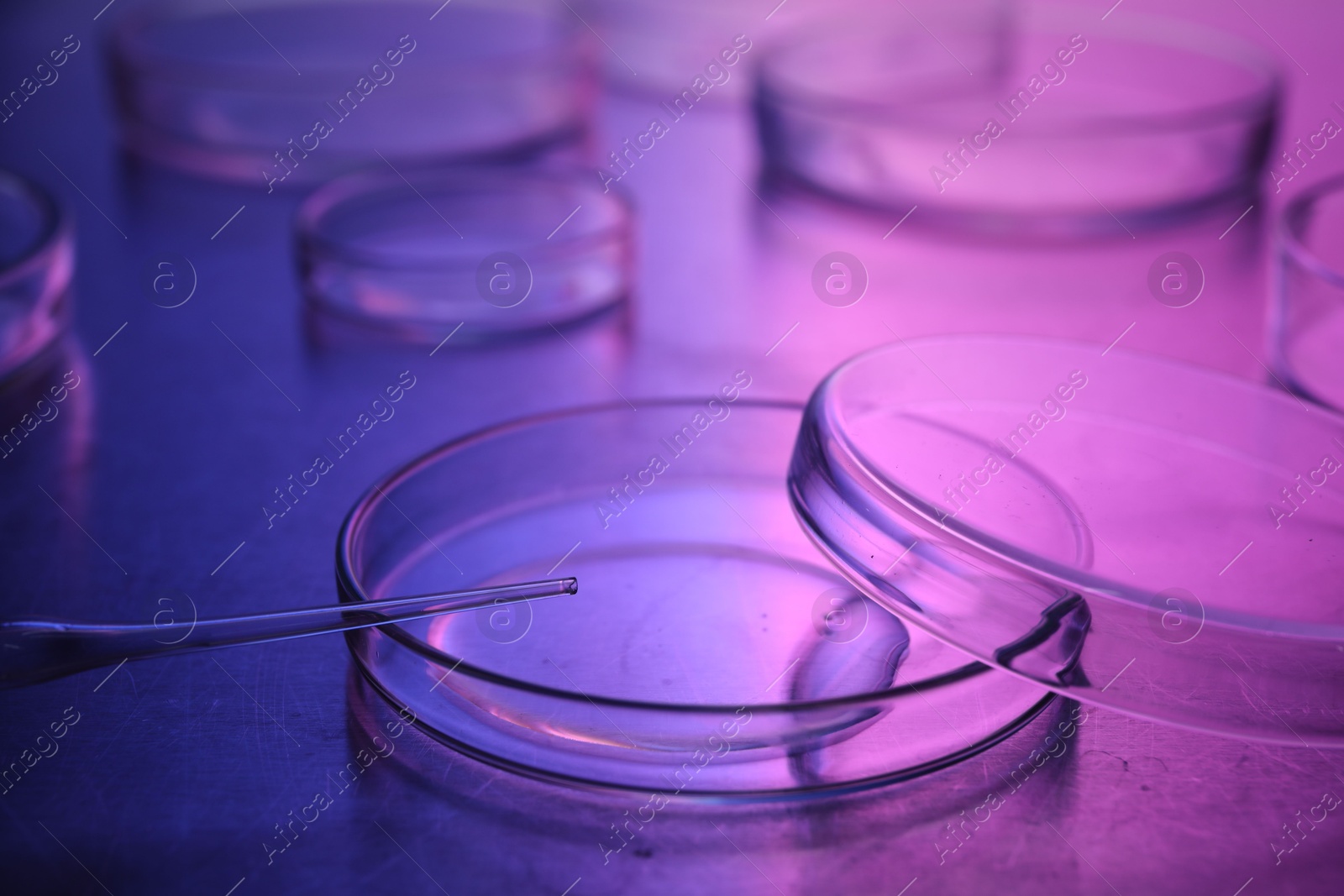 Photo of Dripping sample from pipette into petri dish neon lights at table, closeup