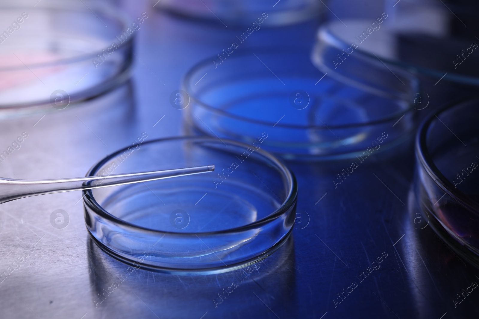 Photo of Petri dishes with samples and pipette on table. Color toned