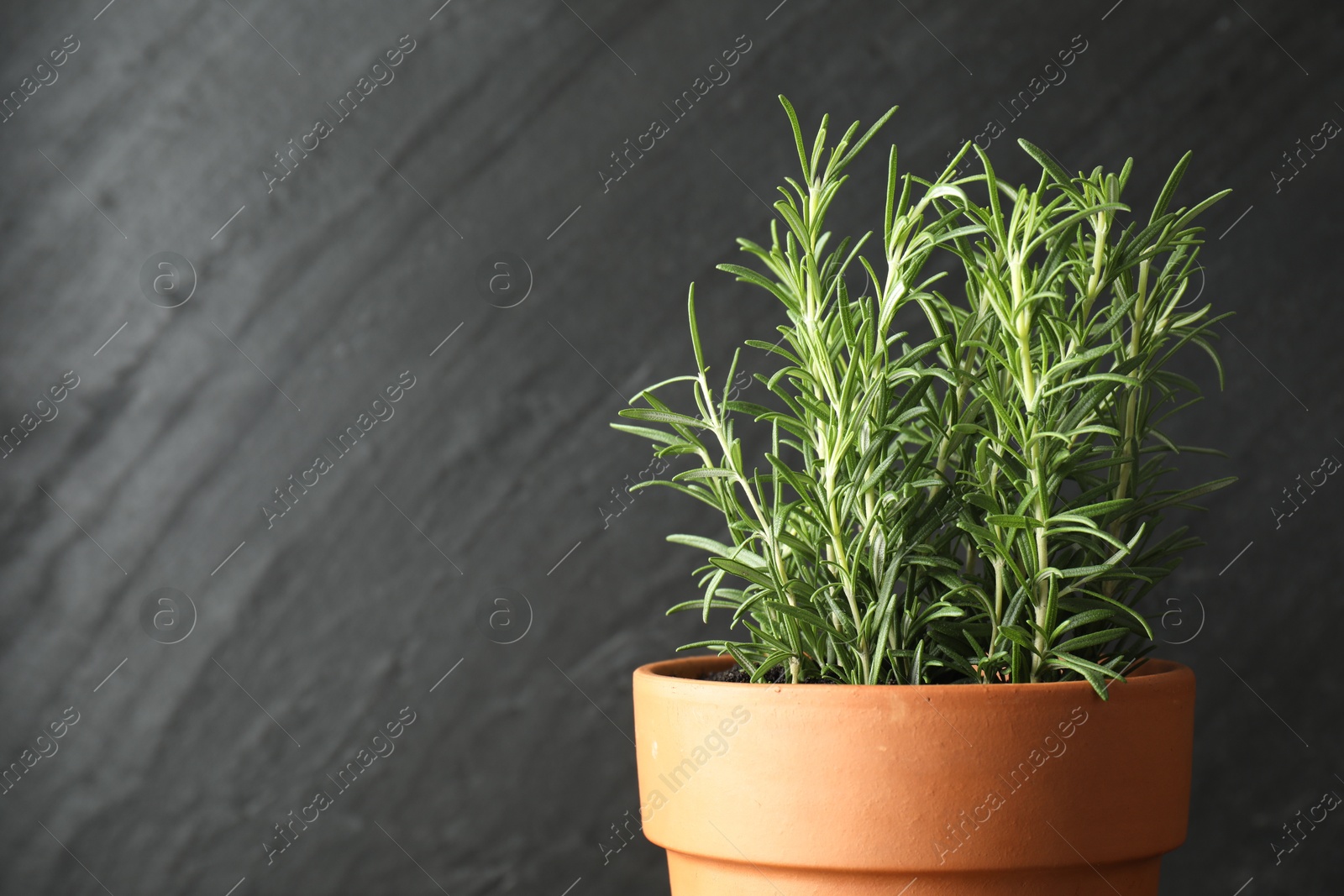 Photo of Rosemary plant growing in pot on grey background, closeup with space for text. Aromatic herb