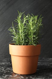 Photo of Rosemary plant growing in pot on dark textured table. Aromatic herb