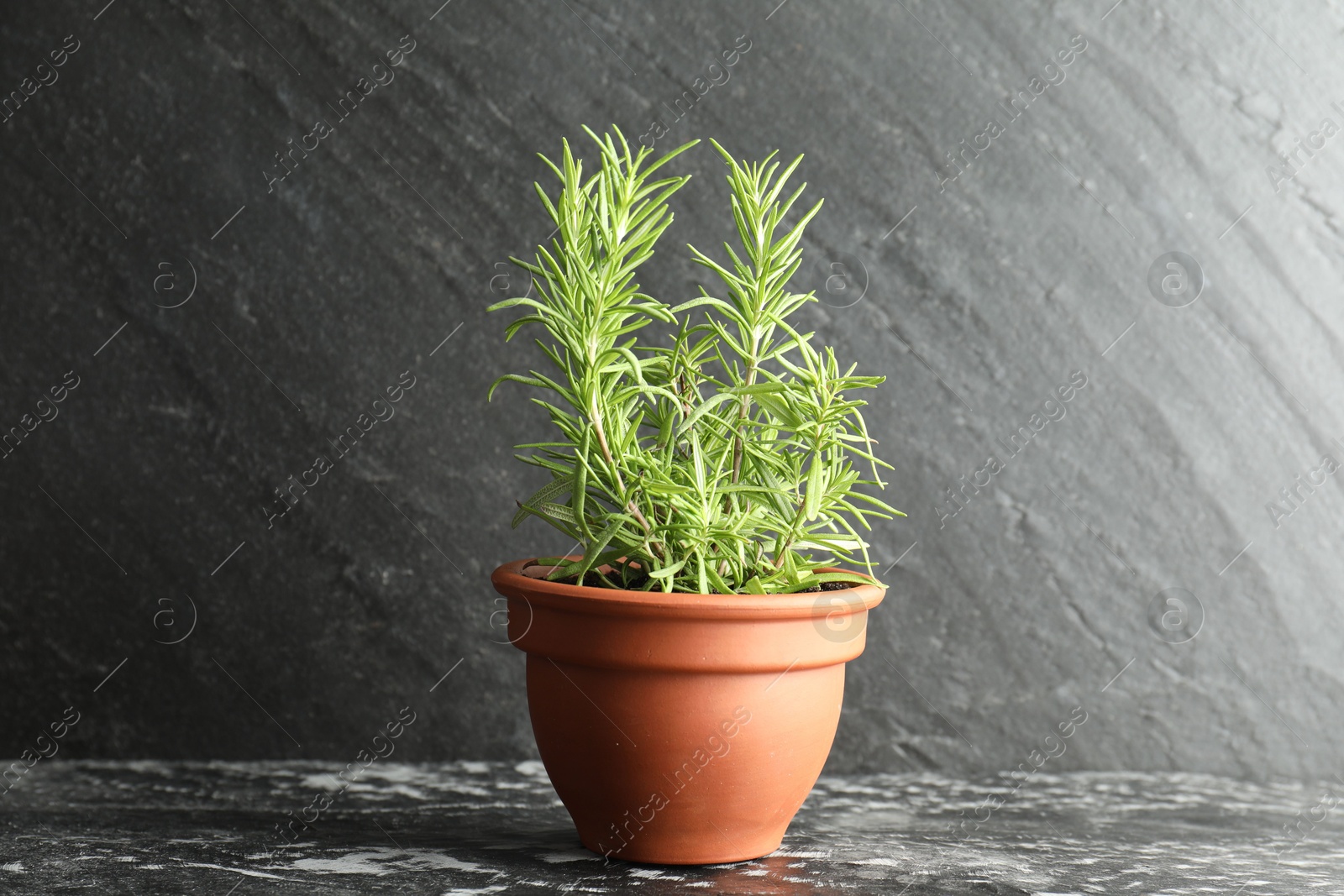 Photo of Rosemary plant growing in pot on dark textured table. Aromatic herb