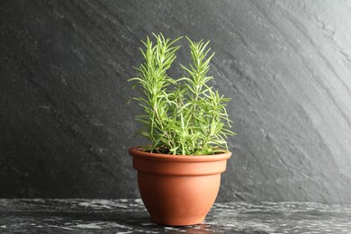 Photo of Rosemary plant growing in pot on dark textured table. Aromatic herb