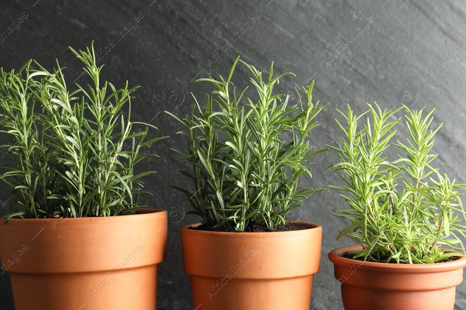 Photo of Rosemary plants growing in pots on grey background, closeup. Aromatic herb