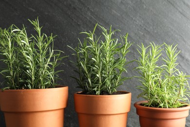 Photo of Rosemary plants growing in pots on grey background, closeup. Aromatic herb