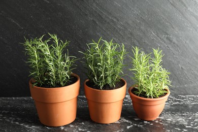 Photo of Rosemary plants growing in pots on dark textured table. Aromatic herb