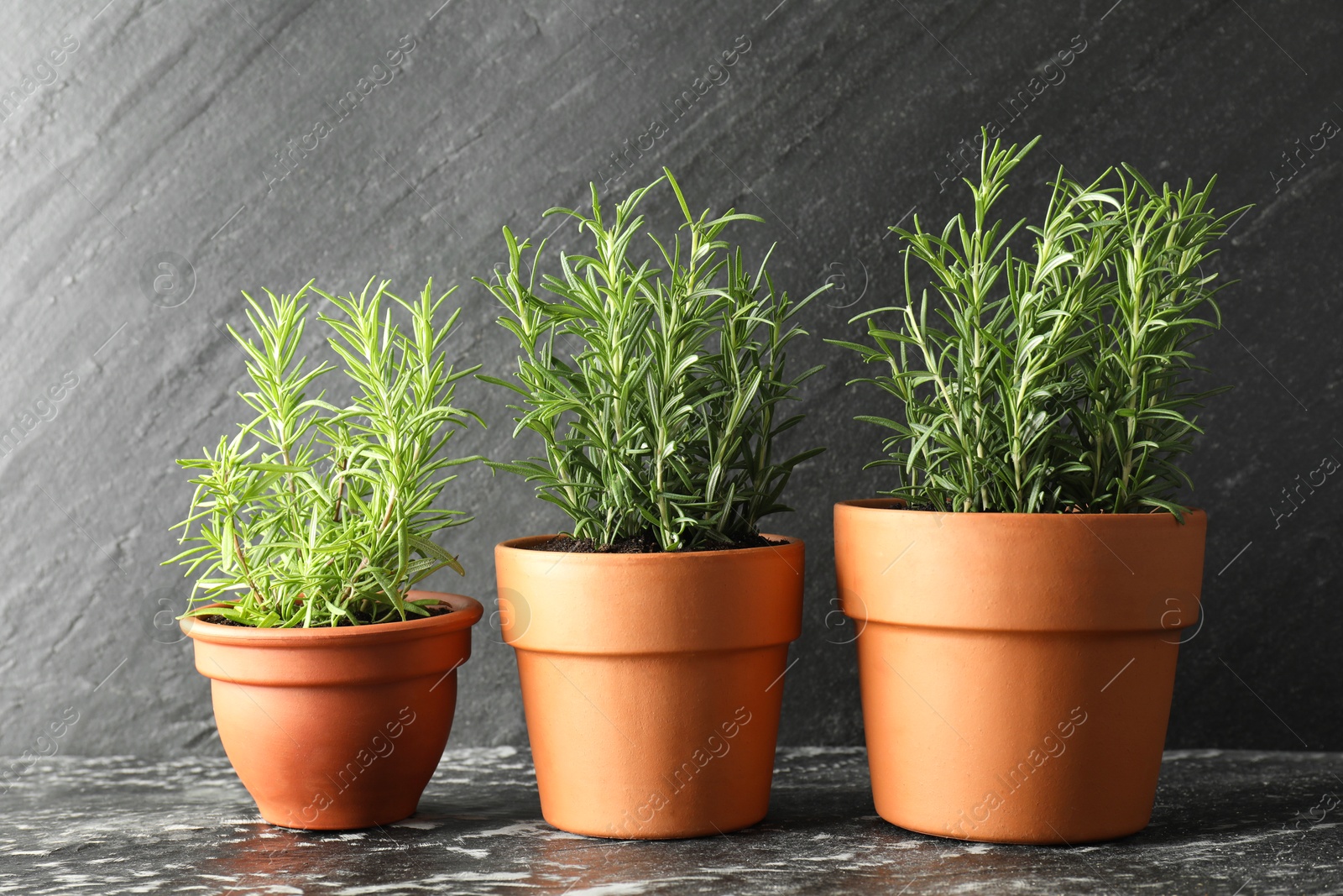 Photo of Rosemary plants growing in pots on dark textured table. Aromatic herb