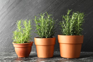 Photo of Rosemary plants growing in pots on dark textured table. Aromatic herb