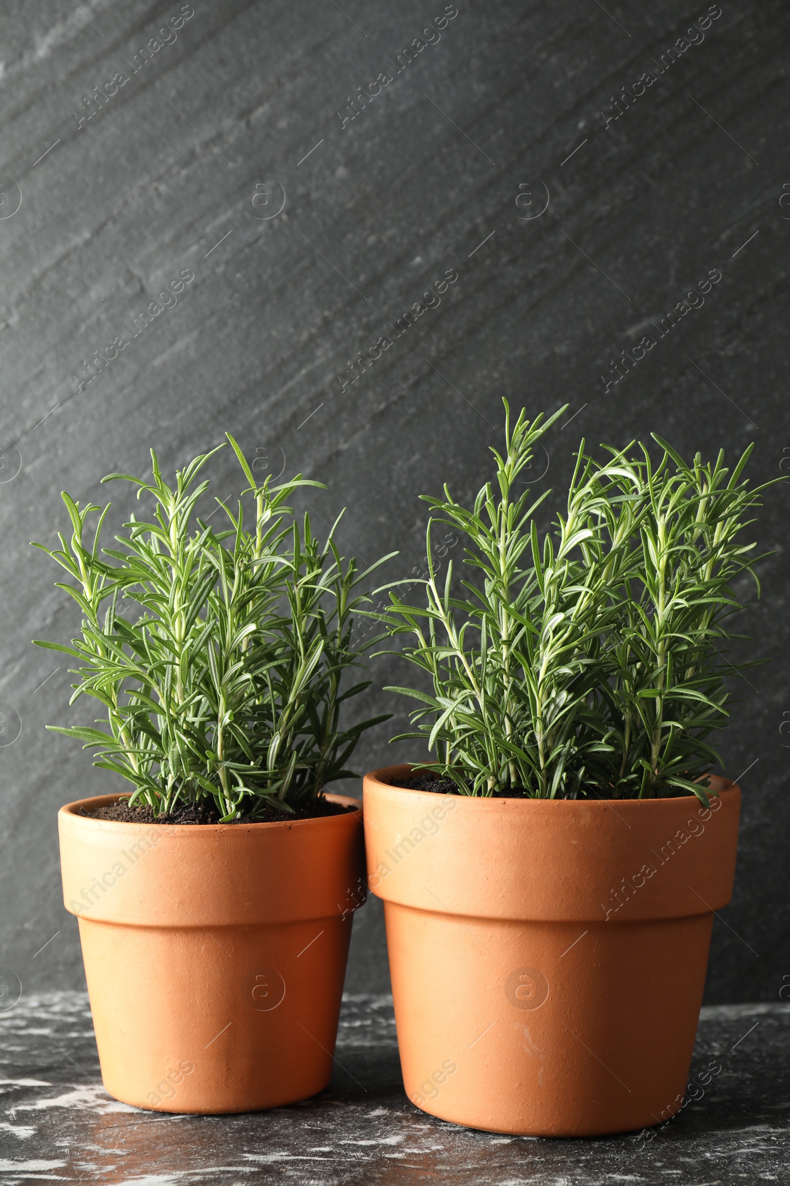 Photo of Rosemary plants growing in pots on dark textured table. Aromatic herb