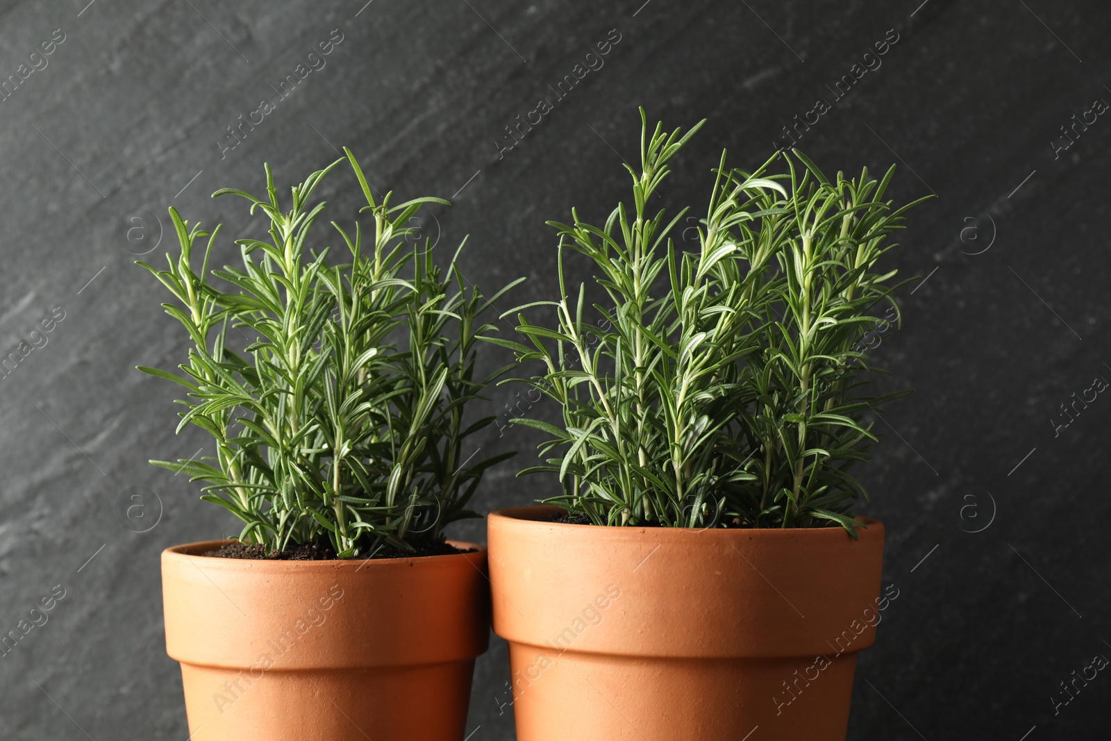 Photo of Rosemary plants growing in pots on grey background, closeup. Aromatic herb